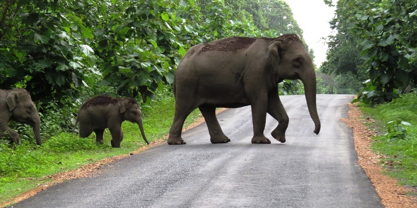 Observe the majestic elephants in their natural habitat and capture their photos.