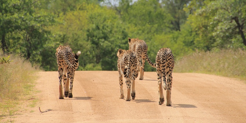 Hop on an open jeep for a wildlife safari in the tiger reserve and spot some wildlife.