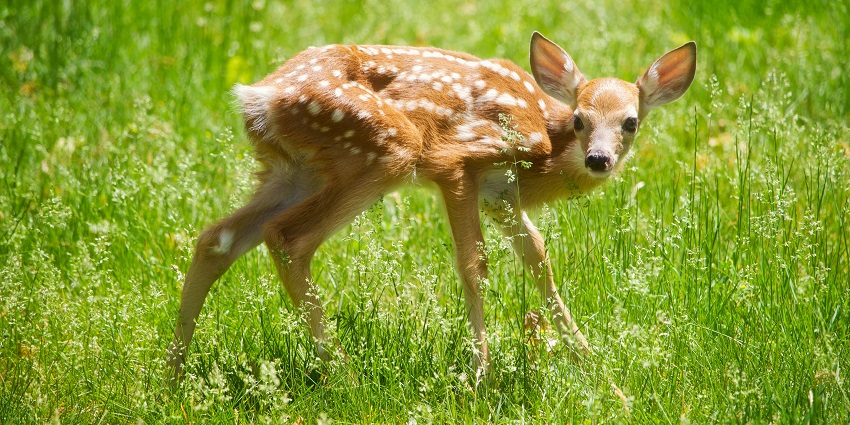 A cute little sambal deer hiding behind green grass in the Bhairamgarh Wildlife Sanctuary.