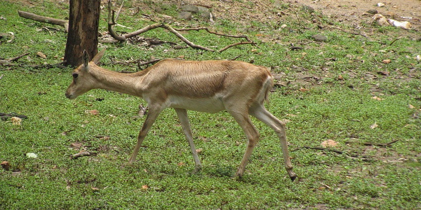 Go on a wildlife safari at the Hazaribagh Wildlife Sanctuary to view the variety of animals