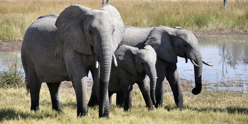 Indulging in wildlife safaris is the best thing to do in Ushakothi Wildlife Sanctuary.