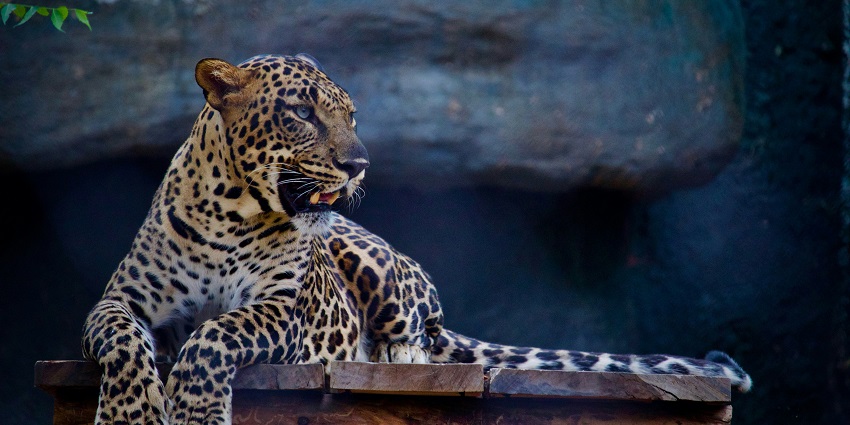 Wildlife Safaris offer you an opportunity to spot various animals including leopards.