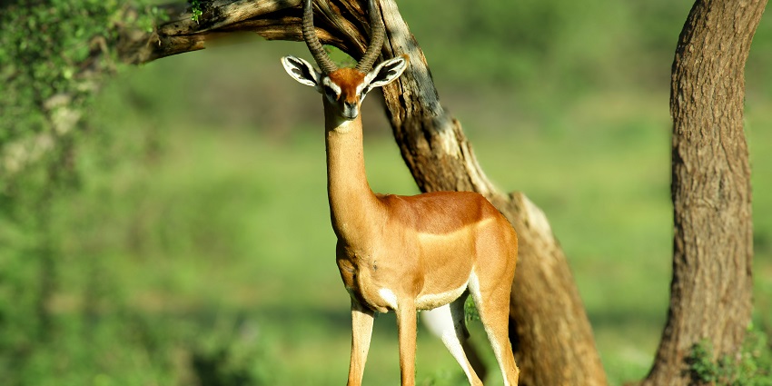 Taking wildlife safaris is one of the best things to do in Palamu National Park for all.