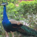 A peacock, spreading its vibrant wings, inside the of wildlife sanctuaries in Gujarat.