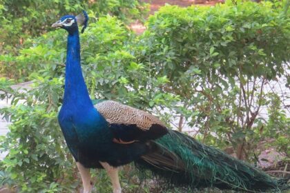 A peacock, spreading its vibrant wings, inside the of wildlife sanctuaries in Gujarat.