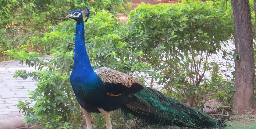 A peacock, spreading its vibrant wings, inside the of wildlife sanctuaries in Gujarat.