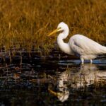 Image of a bird in a bird sanctuary - bird in its natural habitat on water surrounded by grass