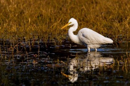 Image of a bird in a bird sanctuary - bird in its natural habitat on water surrounded by grass