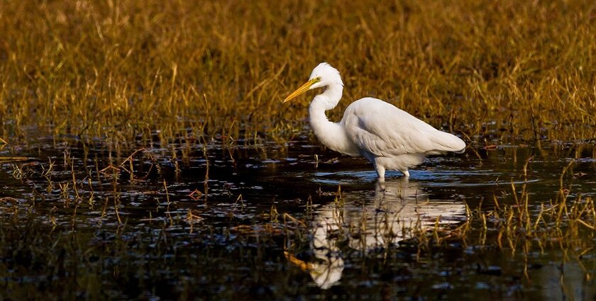 Image of a bird in a bird sanctuary - bird in its natural habitat on water surrounded by grass