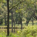 The lush green jungle of a forest in one of the wildlife sanctuaries near Bangalore.