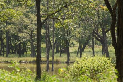 The lush green jungle of a forest in one of the wildlife sanctuaries near Bangalore.