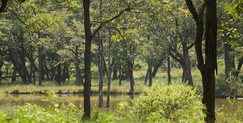 The lush green jungle of a forest in one of the wildlife sanctuaries near Bangalore.