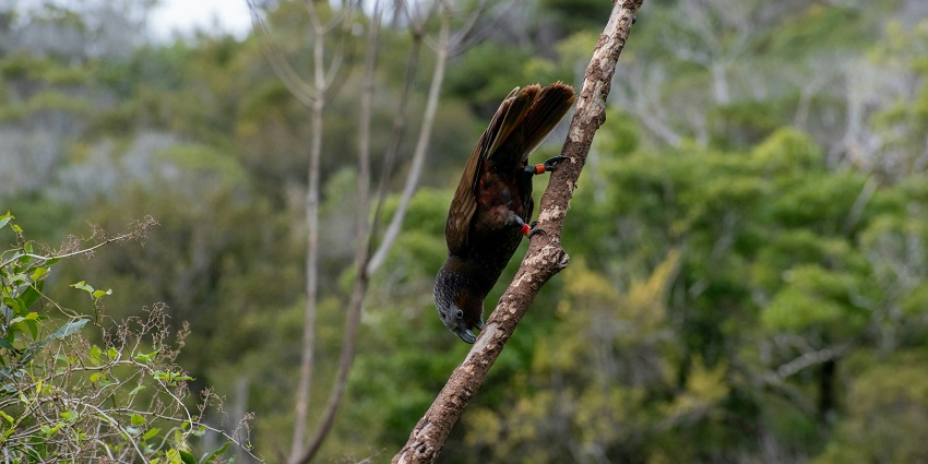 An exotic bird spotted on a branch at the famous wildlife sanctuary of the region.