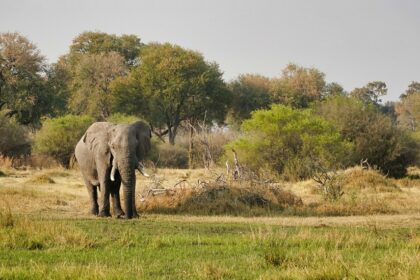 There are several wildlife sanctuaries in Bihar, home to rich biodiversity of flora & fauna.