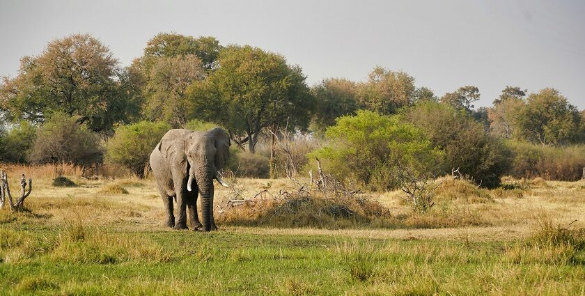 There are several wildlife sanctuaries in Bihar, home to rich biodiversity of flora & fauna.