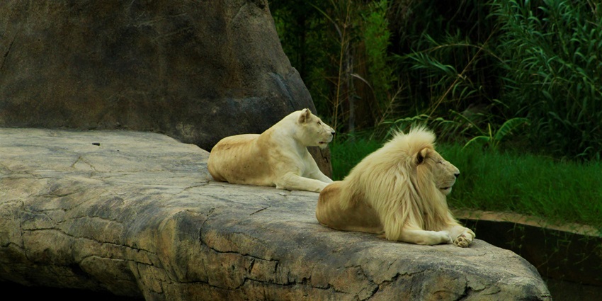 The best thing to do in the Sharavathi Wildlife Sanctuary is spotting various animals.