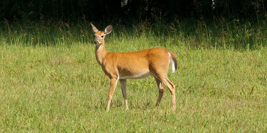Spotting exotic animals including deer is one of the best things to do in Gujarat.