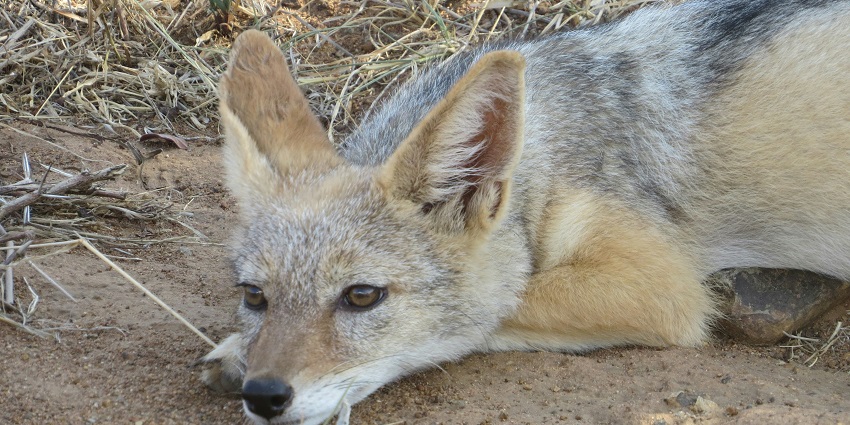 Besides being famous for bird species, the sanctuary is also home to a diverse wildlife.