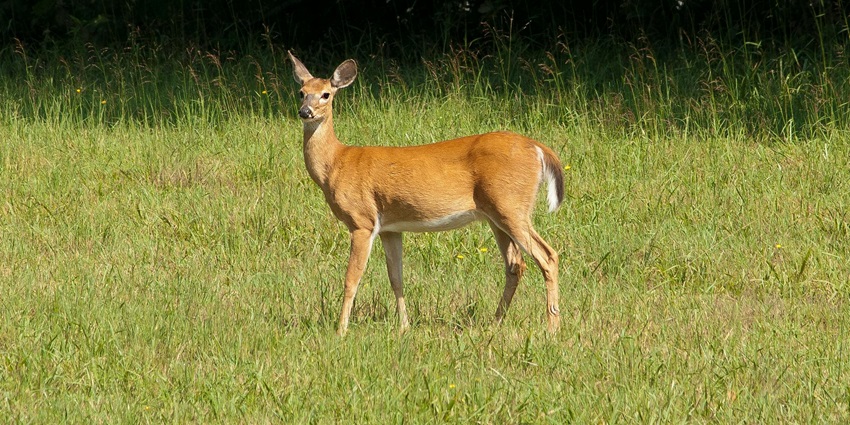 Wildlife viewing is one of the best things to do around Lengteng Wildlife Sanctuary.