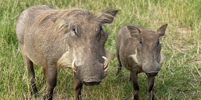 Wildlife watching at the sanctuary is one of the best things to do, especially on a safari.