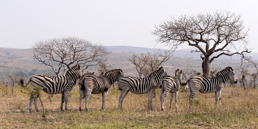 Wildlife spotting is one of the best things to do in Kambalakonda wildlife sanctuary