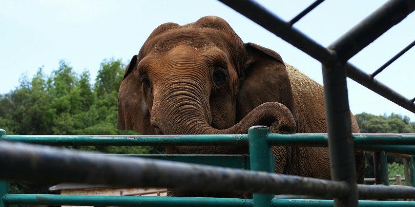 Wildlife viewing is one of the best things you can do in Guwahati Zoo to enjoy for all.