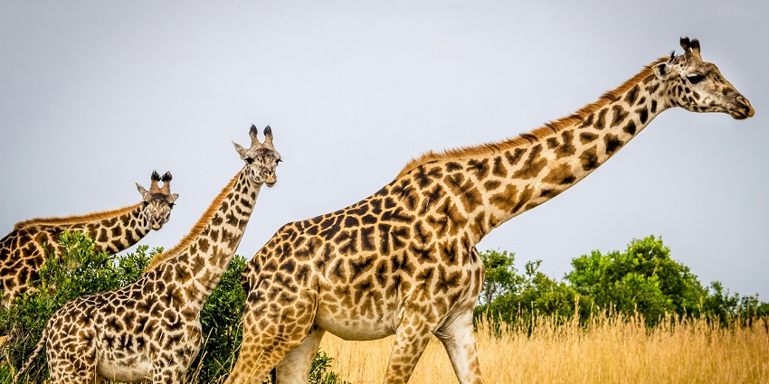 Vinpearl Safari allows you to see a wide range of wildlife including lions, tigers, giraffes, and zebras.