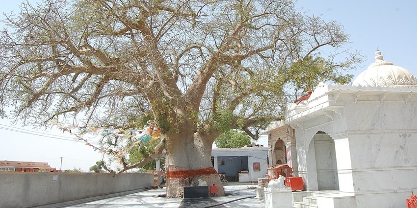 Snapshot of the Wish-Fulfilling Tree in the vicinity of the Puttaparthi Aashram