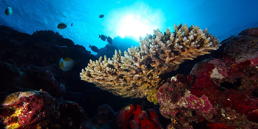 One of the best things to do in Lakshadweep, get amazed by the coral debris.