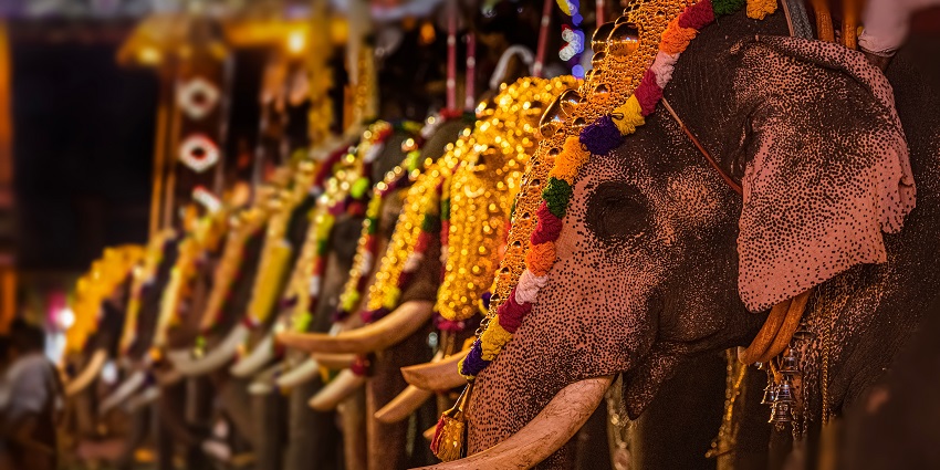 Elephants in a temple decorated on the occasion of Pooram festival in Thrissur Kerala.