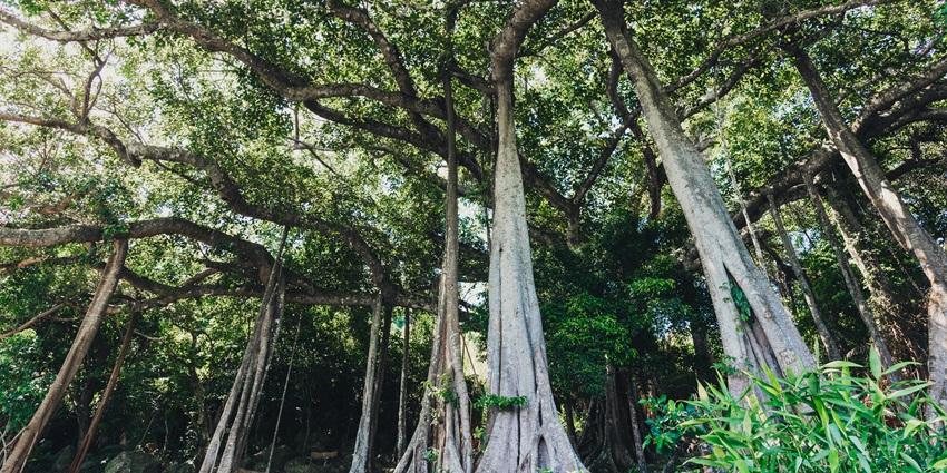 Witness this iconic Banyan Tree which is located in the forest near Sweet Water Lake.