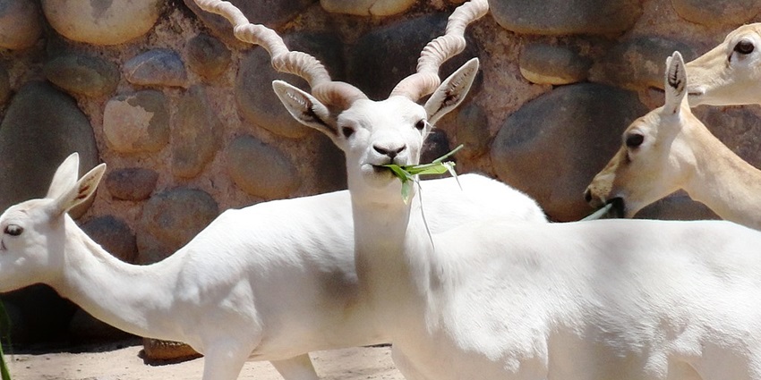 Witnessing wildlife at Chhatbir Zoo is one of the popular things to do in Chandigarh.