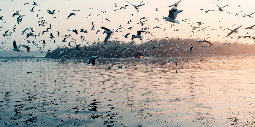 Yamuna River Ghat is one of the greatest places around tibetan monastery Majnu ka Tila.