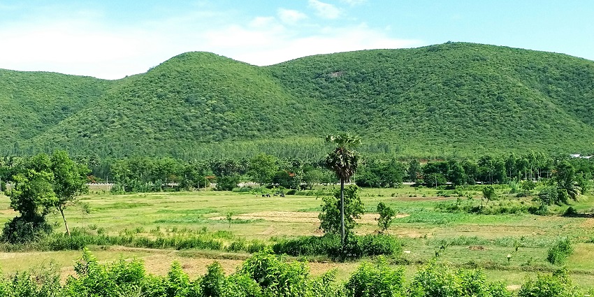 A view of lush green fields and green-capped hills of Yelamanchili in Andhra Pradesh.