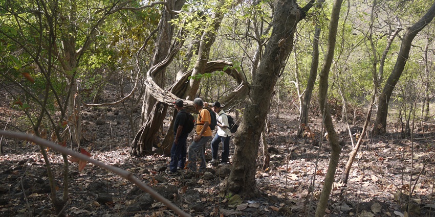 Yeoor Hills, one of the best places to visit near Thane features lush greenery and scenic hiking trails.