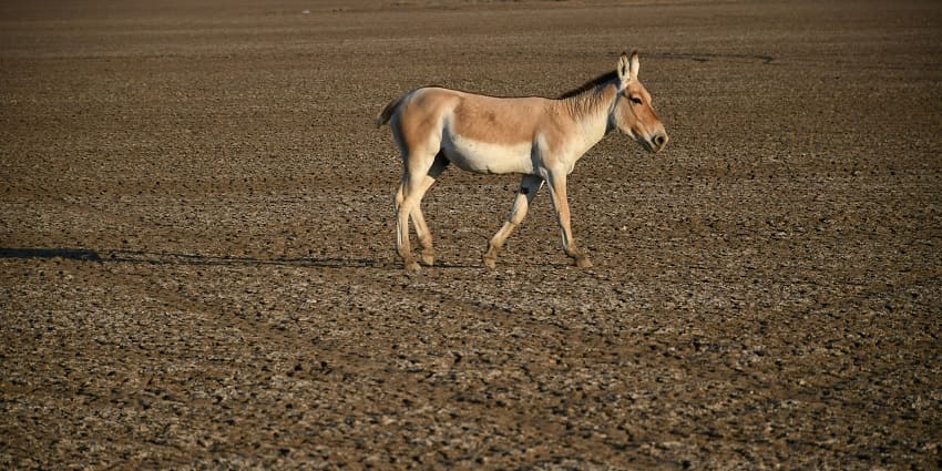 A view of a majestic donkey in Zainabad in the hub of the rural landscape of Gujarat.