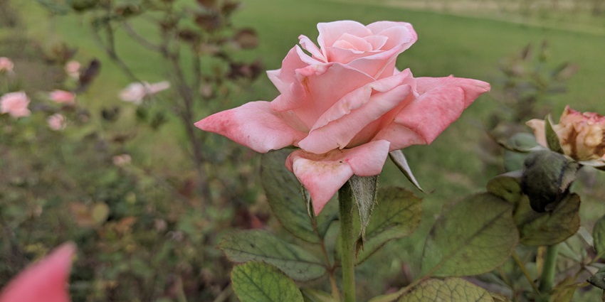 A close-up view of a pink rose at Zakir Hussain Rose Garden, one of the best places to visit in Chandigarh.
