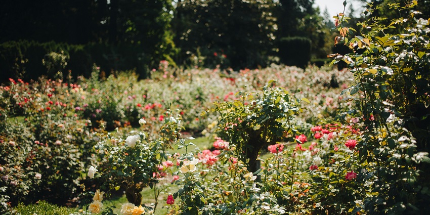 A view of the Zakir Hussain Rose Garden, one of the top places to visit in Chandigarh.