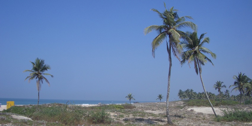 A picture of the serene waters at the Zalor Beach in Goa with pine trees visible all around