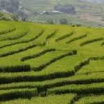 A glimpse of lush green terraced fields surrounded by peaks in the region of Punjab.