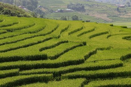 A glimpse of lush green terraced fields surrounded by peaks in the region of Punjab.