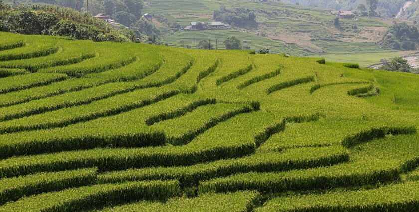 A glimpse of lush green terraced fields surrounded by peaks in the region of Punjab.