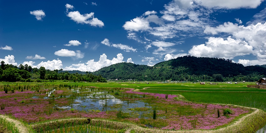 Ziro Valley floor is covered with lush green paddy fields, with a serene sight all over.
