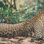 A breathtaking view of a brown and black leopard sitting in a forest during the daytime.