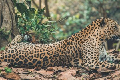 A breathtaking view of a brown and black leopard sitting in a forest during the daytime.