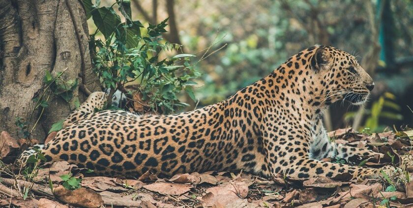 A breathtaking view of a brown and black leopard sitting in a forest during the daytime.