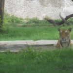 Tiger sitting in the zoo in Panchkula under the shadow of the beautiful tree