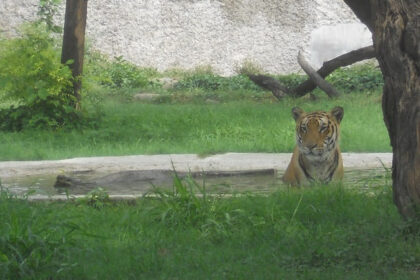 Tiger sitting in the zoo in Panchkula under the shadow of the beautiful tree