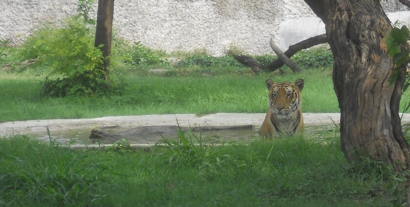 Tiger sitting in the zoo in Panchkula under the shadow of the beautiful tree