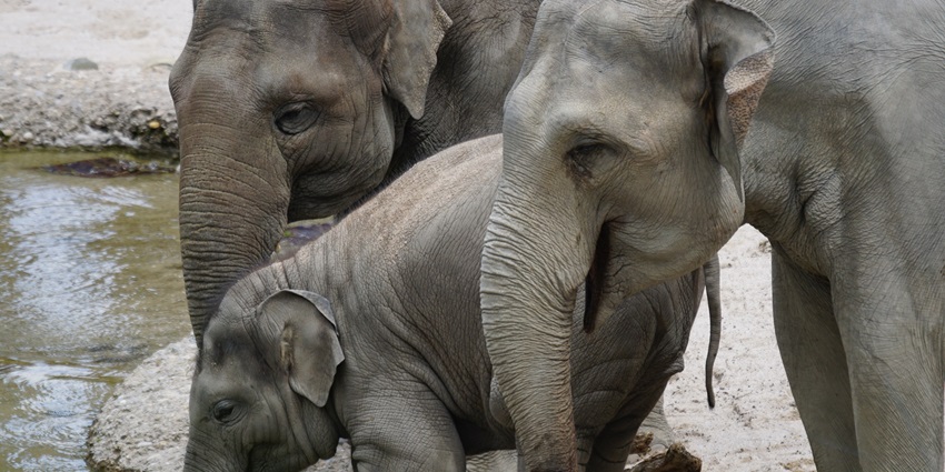 View of Zoo Taiping & Night Safari is Malaysia’s first zoo with a night safari showcasing nocturnal animals.